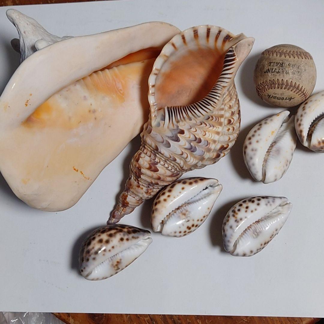 貝殻セット ホシタカラガイ ほら貝など 2025年最新】ホシダカラの人気