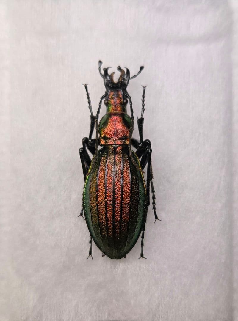 標本】在庫ラスト 札幌市産オオルリオサムシ 昆虫標本 - メルカリ