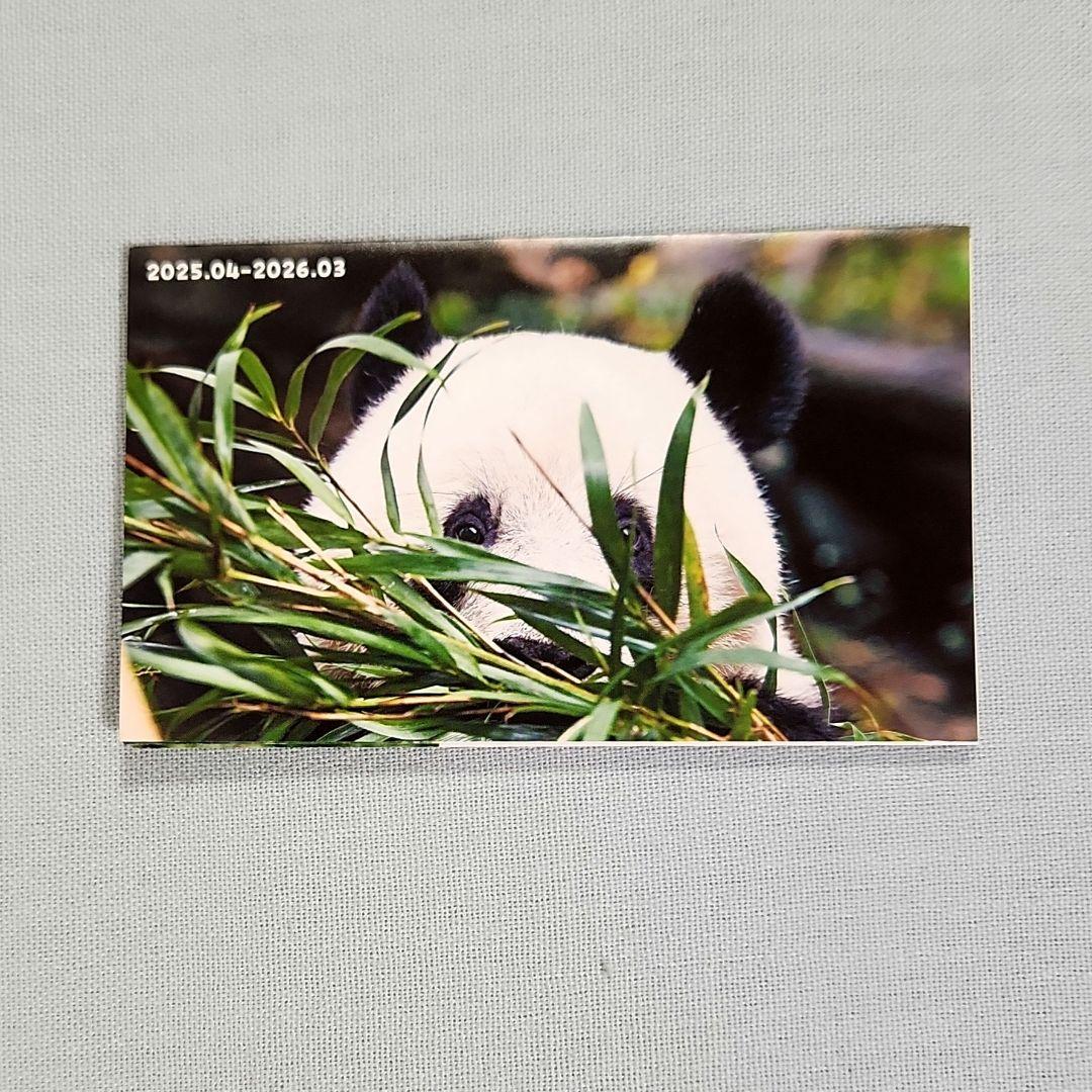 シャンシャン　ミニカレンダー　クリアファイル　大パンダ展　非売品