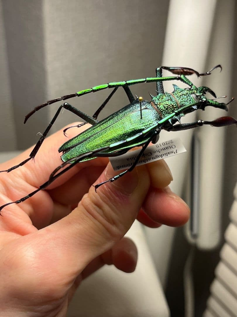 極美GREEN】ルリオニカミキリ ムラサキオニノコギリカミキリ 昆虫標本