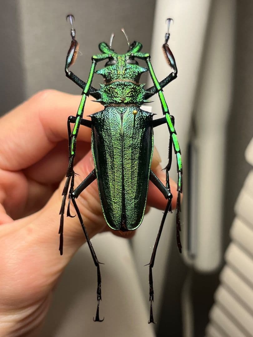 【極美GREEN】ルリオニカミキリ ムラサキオニノコギリカミキリ 昆虫標本 極美GREEN】ルリオニカミキリ ムラサキオニノコギリカミキリ 昆虫標本