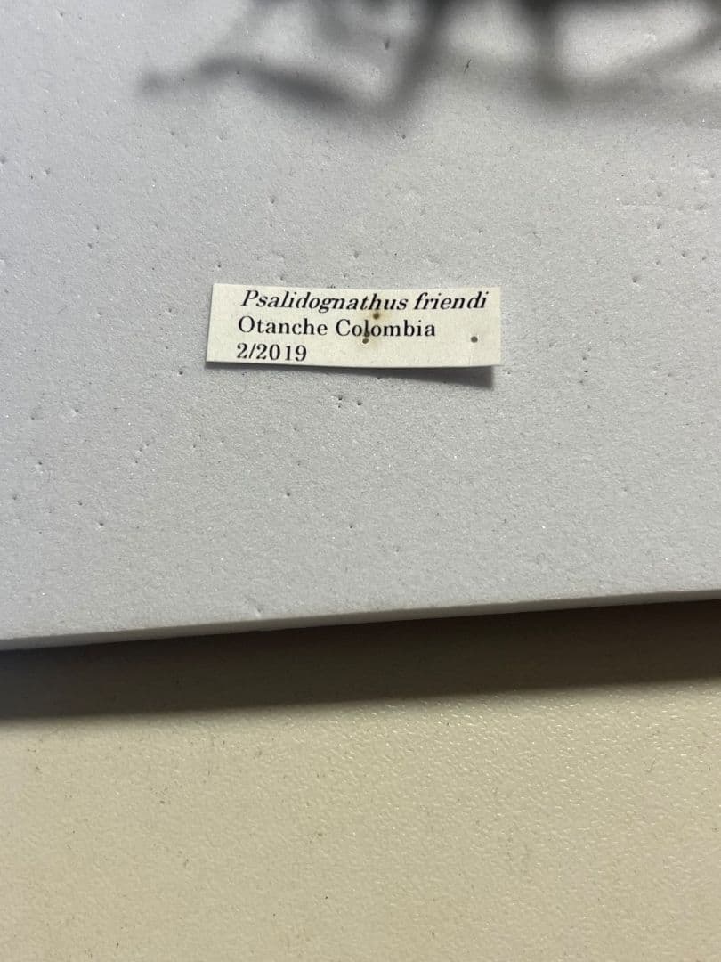 極美GREEN】ルリオニカミキリ ムラサキオニノコギリカミキリ 昆虫標本