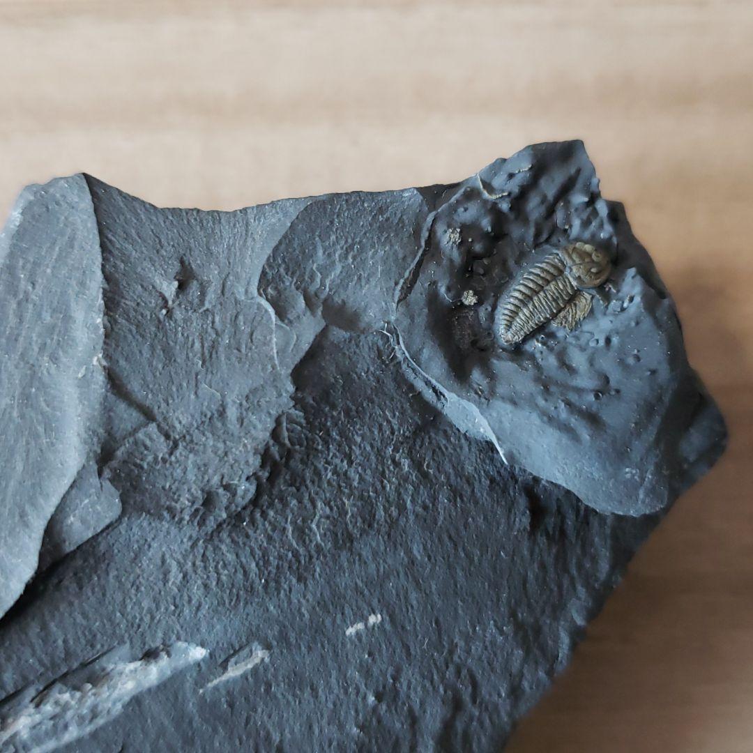 三葉虫　極上個体　足多数保存のトリアルトルス