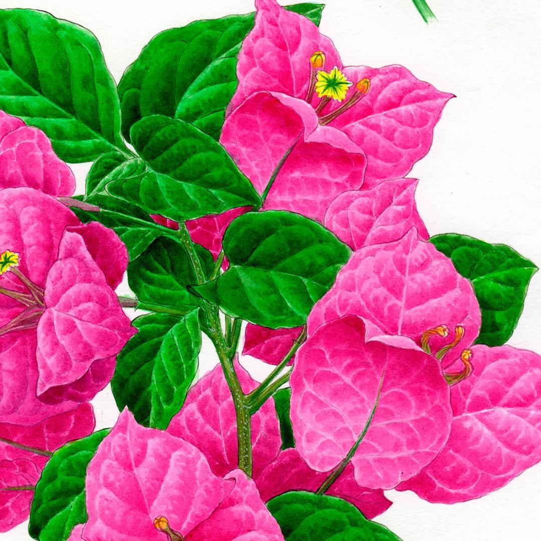 【絵画】ボタニカルアート「ブーゲンビレア」　原画