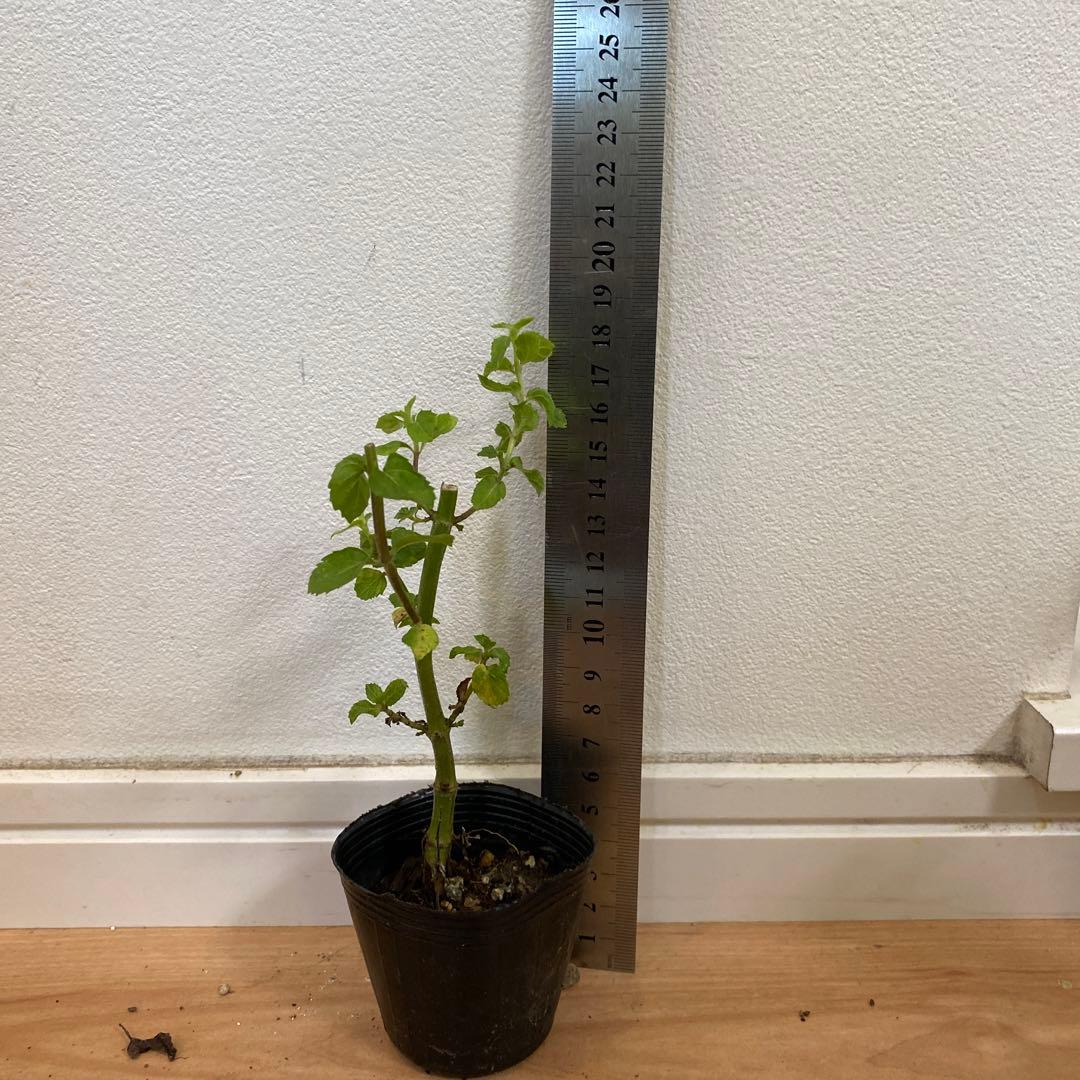 imozon@プロフ一読下さい様 リクエスト 3点 まとめ商品 - メルカリ 七