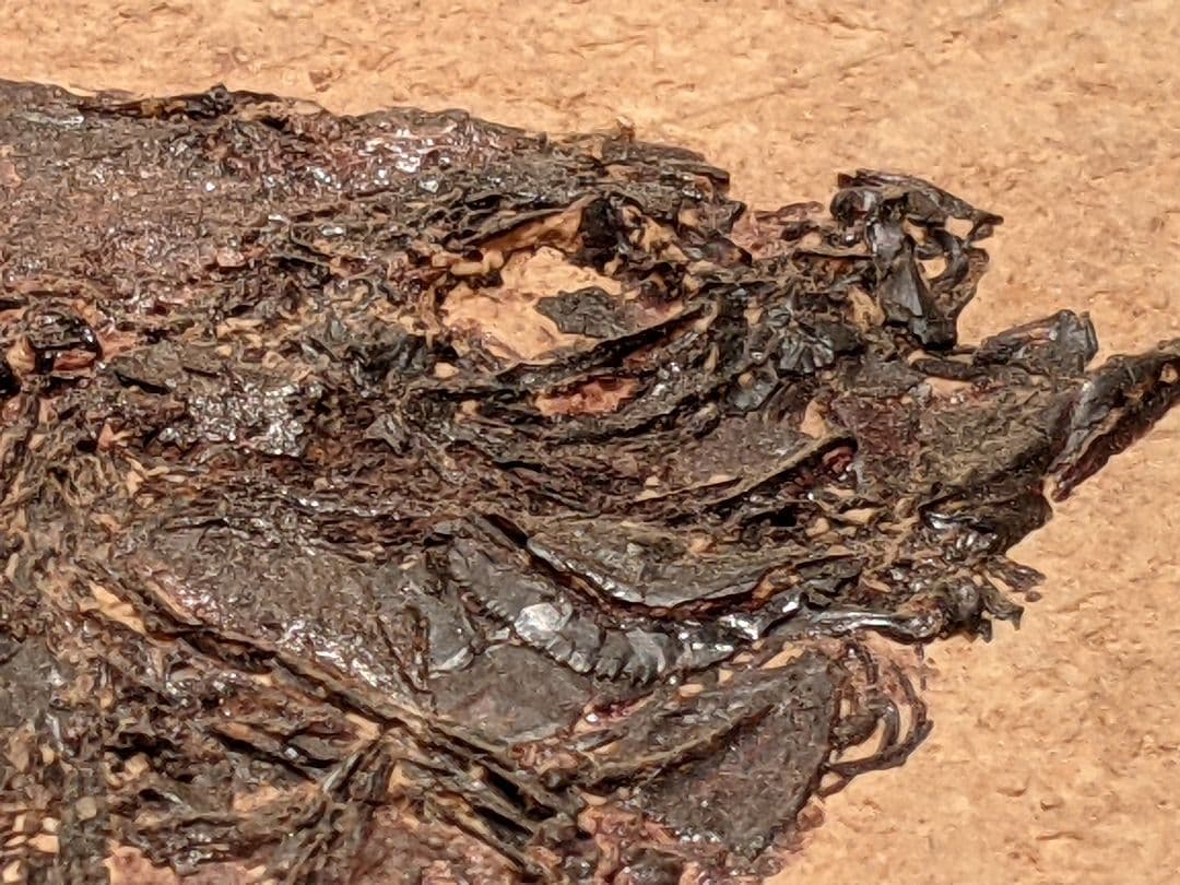 化石魚プリスカカラ 壁掛額入り