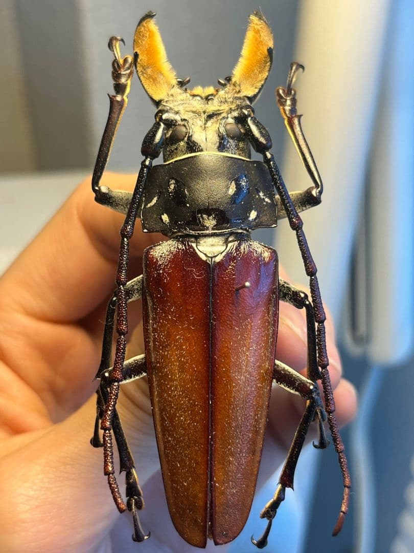 85mm】アラゲオオウスバカミキリ 甲虫昆虫標本タランチュラムカデ