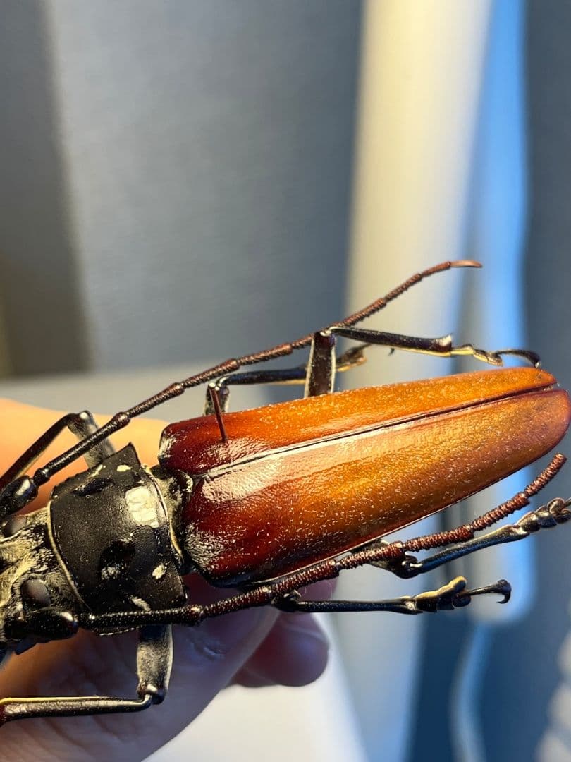 85mm】アラゲオオウスバカミキリ 甲虫昆虫標本タランチュラムカデ