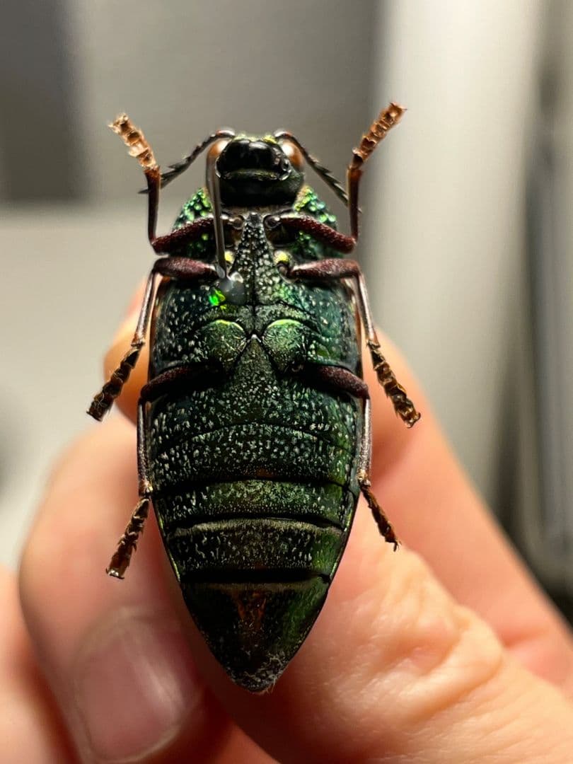 年代物】チャイロフトタマムシ フトタマムシ スハンダエ プラチナ