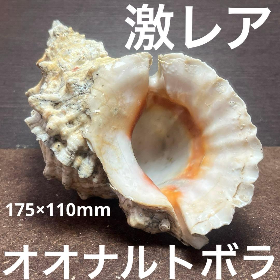 激レア長崎県産法螺貝ホラガイ