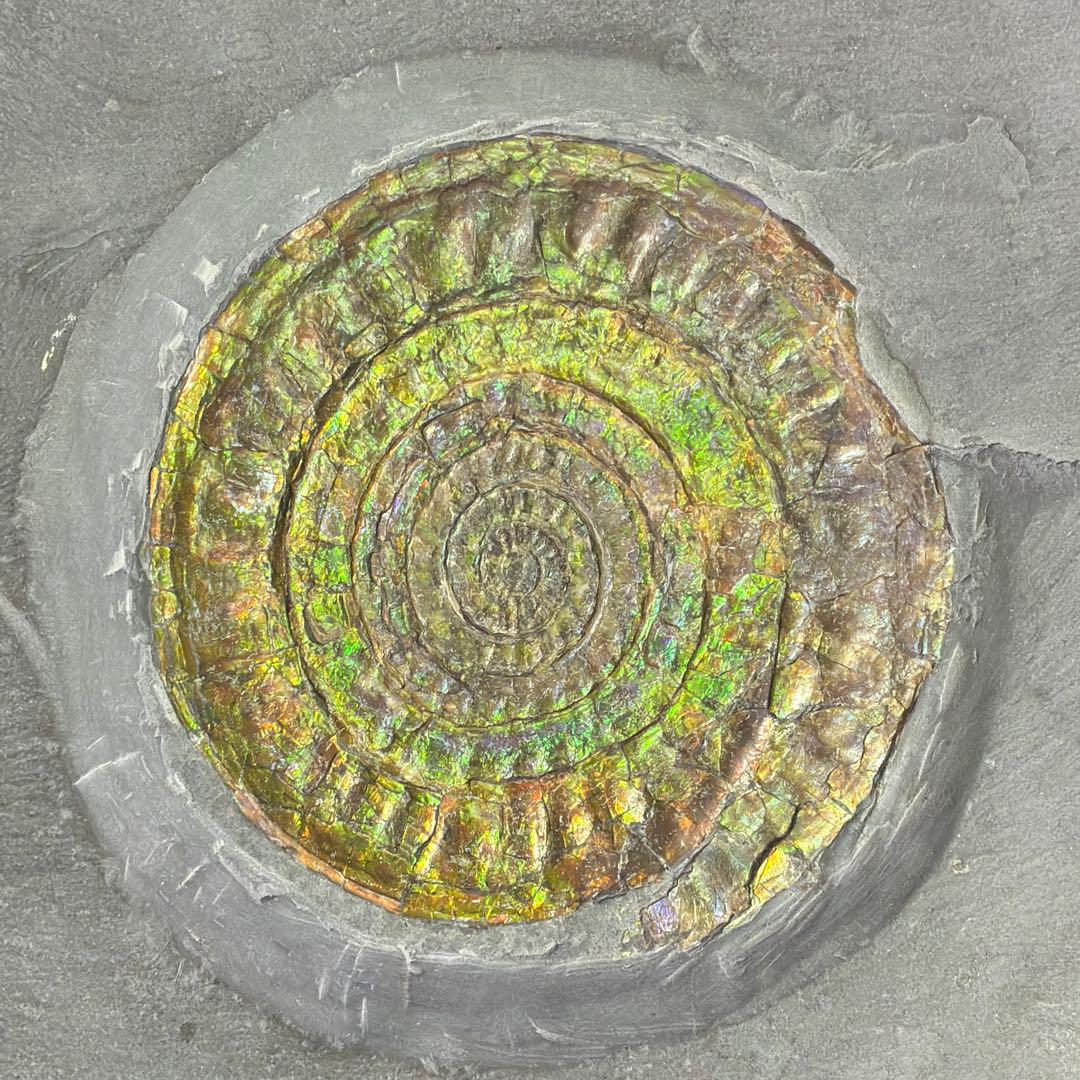 虹色アンモナイト 化石 イングランド・サマセット 産