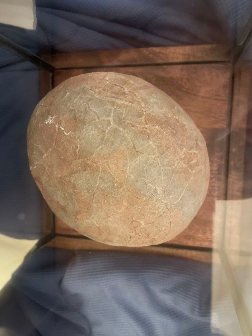 入手困難】恐竜の卵 化石 ハドロサウルスの卵 SP1