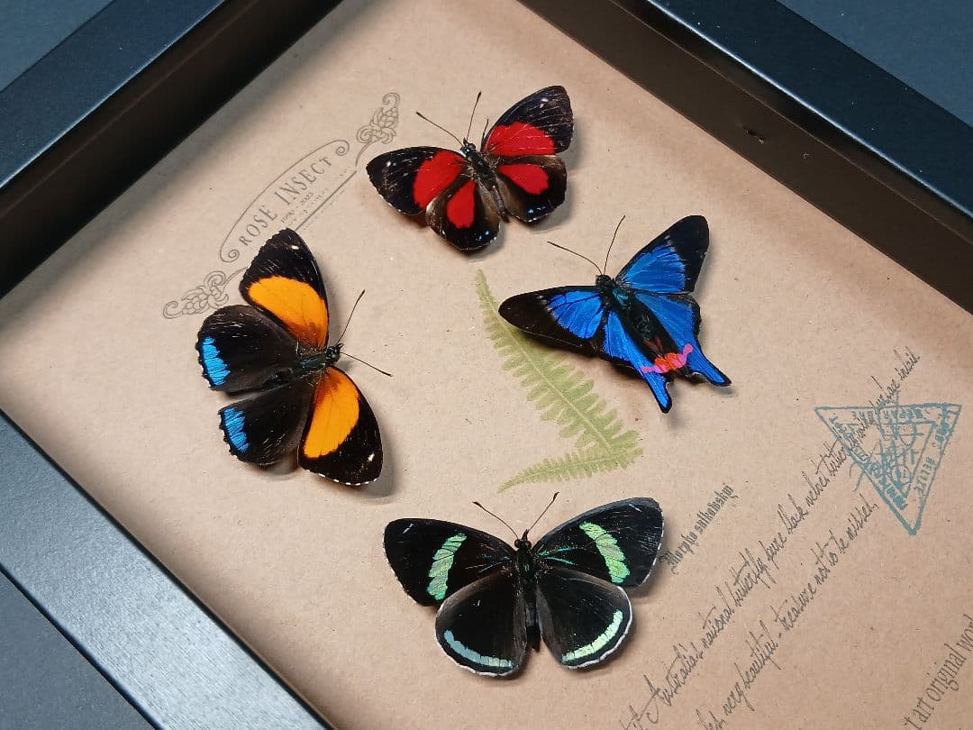 アマゾン原生熱帯雨林の昆虫標本アート ｜一点物・ハンドメイド