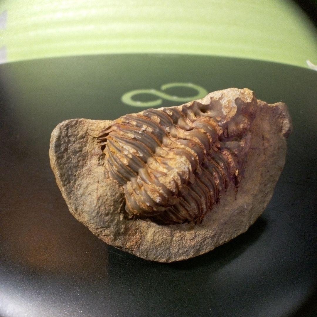 三葉虫 化石 fossil ボリビア産 レア Fossil管理⑦