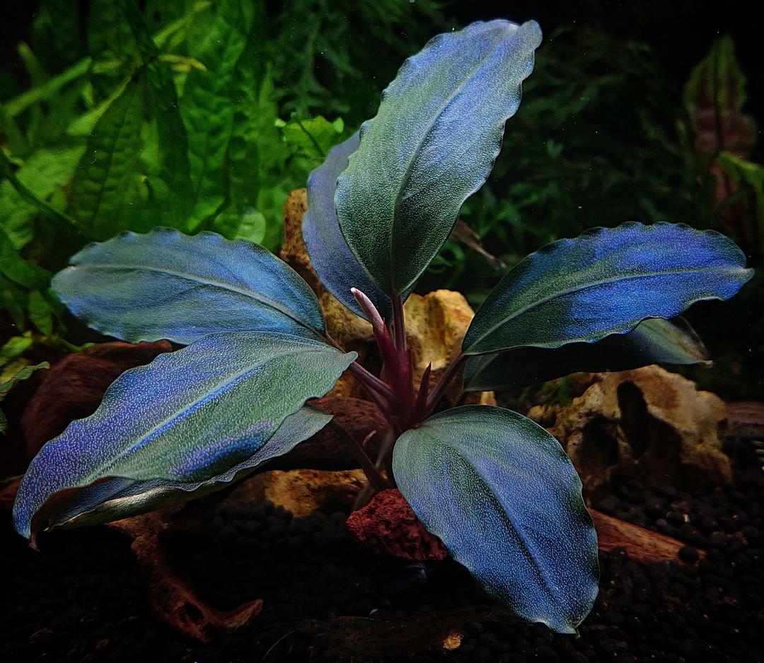 ブセファランドラspブルーメロン 専用出品 ブセファランドラsp.Blue