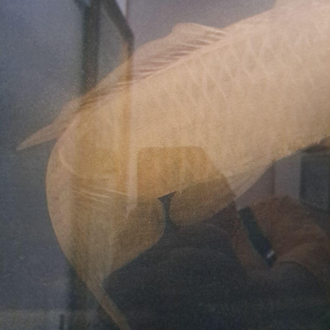 川村憲邦直筆　黄金鯉