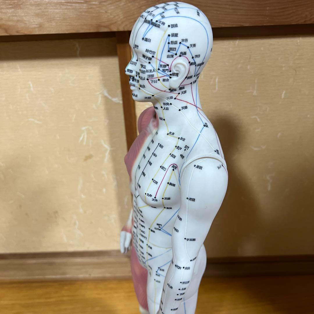 鍼灸経穴奇穴 モデル（日本製） - メルカリ
