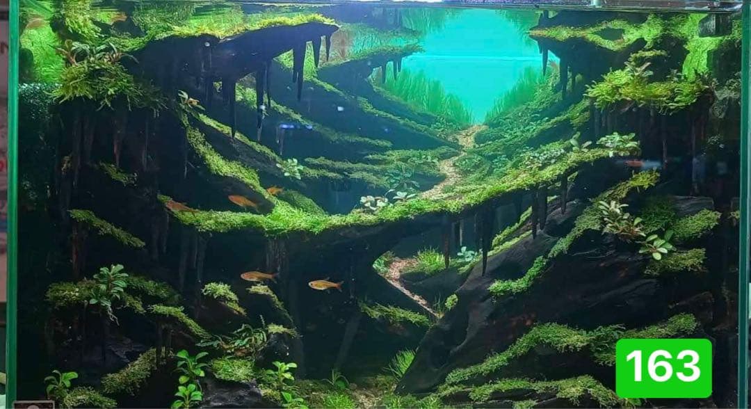 中型深い茂る熱帯雨林 盆栽 流木 天然流木 アクアリウム テラリウム