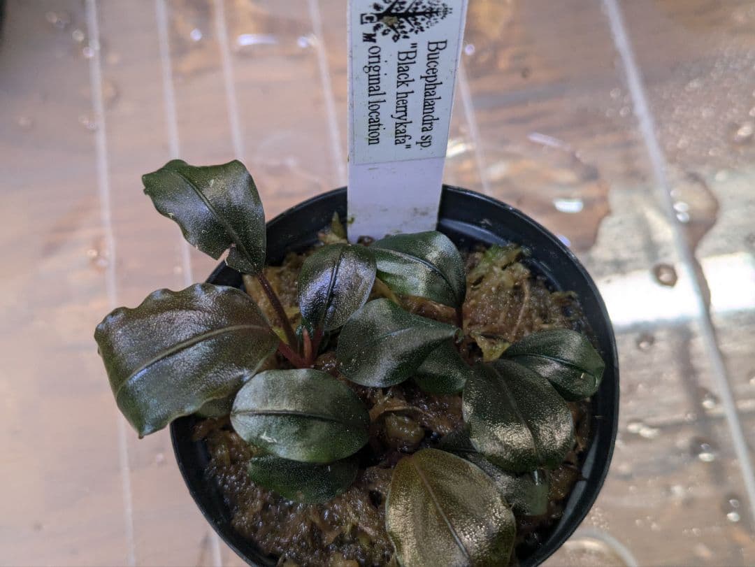 ⭐️引き取り限定⭐️コトブキ 1200水槽 1200×45×45