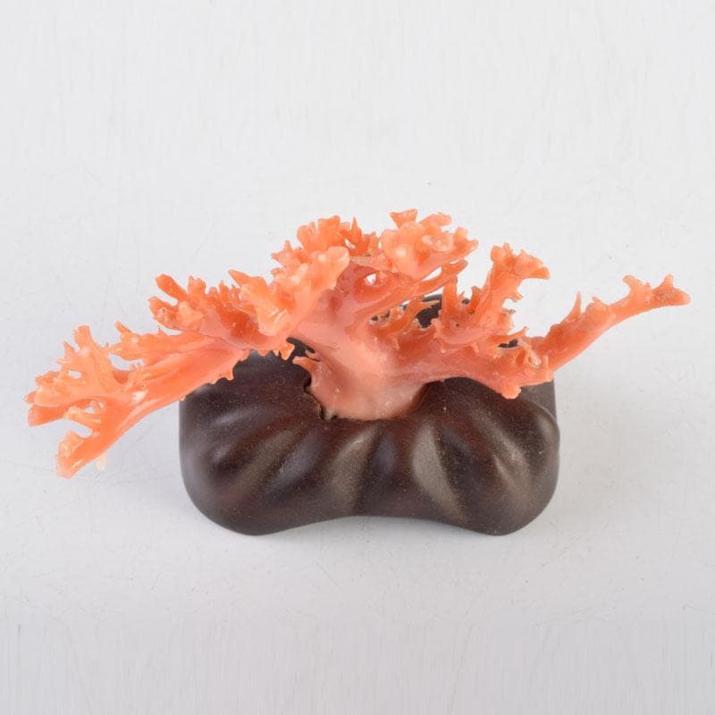 中国 赤珊瑚 サンゴ 置物 唐木台・ケース付 V 9075