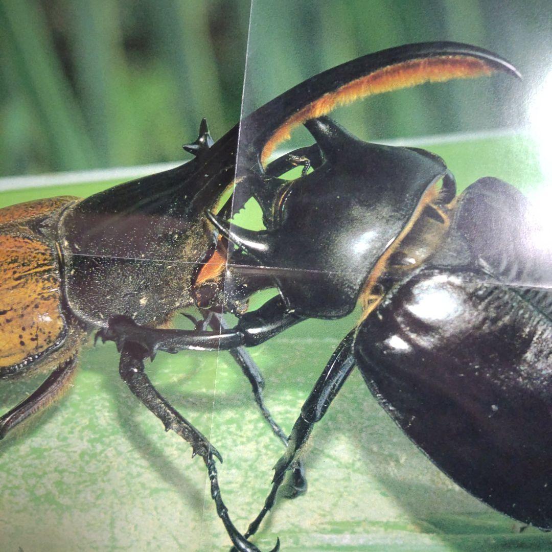 折りたたみポスター希少！ 海外カブトムシ＆クワガタ昆虫図鑑付録 昭和