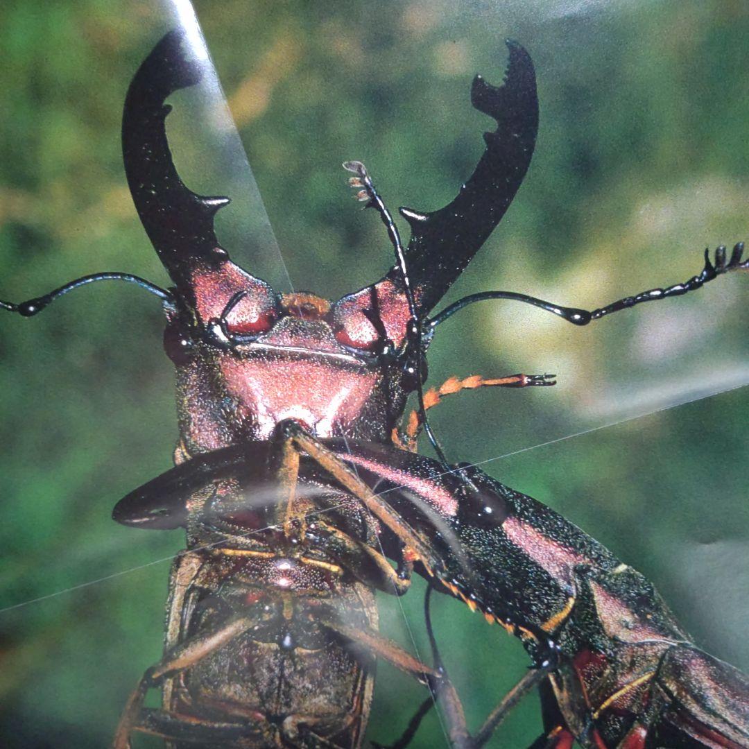 昆虫図鑑付録未使用折りたたみポスター 付海外カブトムシ＆クワガタ