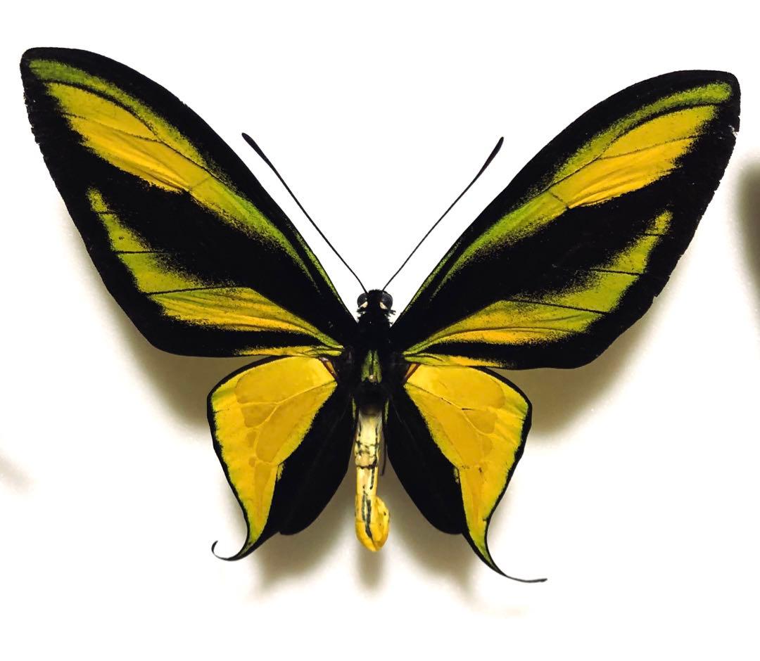 LAST個体】ピカソモスタナバタユタカヤガ蛾ルナモスミズアオモルフォ