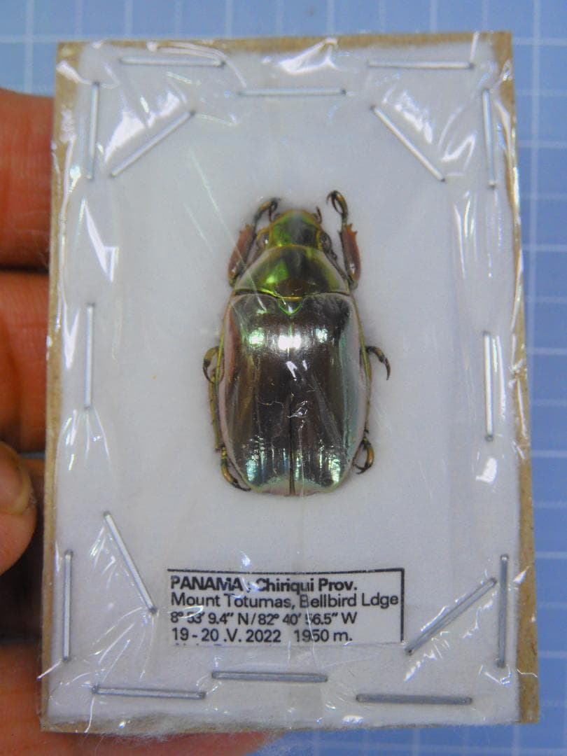 プラチナコガネ 標本