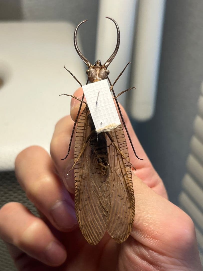 オオアゴヘビトンボ 産 奇蟲 タランチュラ ムカデ 標本 昆虫標本の通販