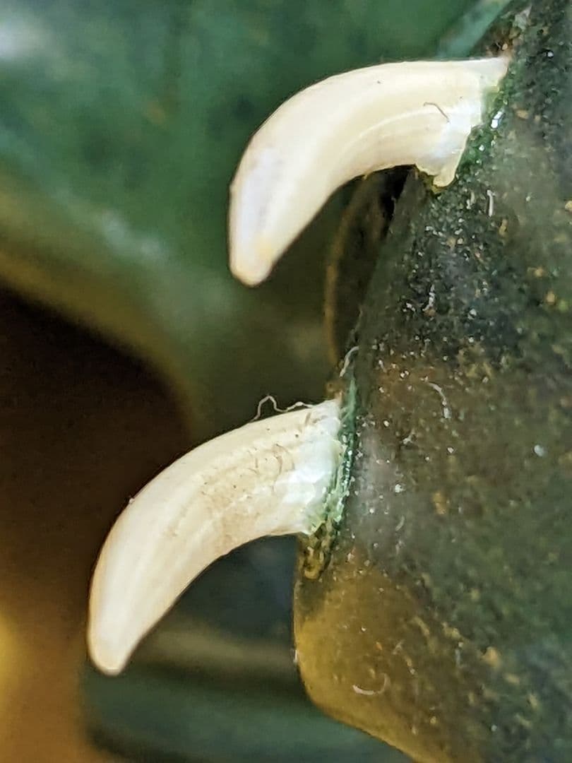 ♢VERDITE バーダイト 象彫刻置物飾り 南アフリカ共和国産 宝飾品 レア物