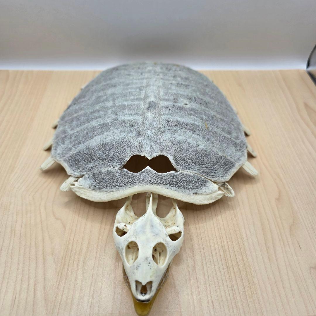 すっぽん 甲羅 スッポン 大きめ 標本 置物 - メルカリ