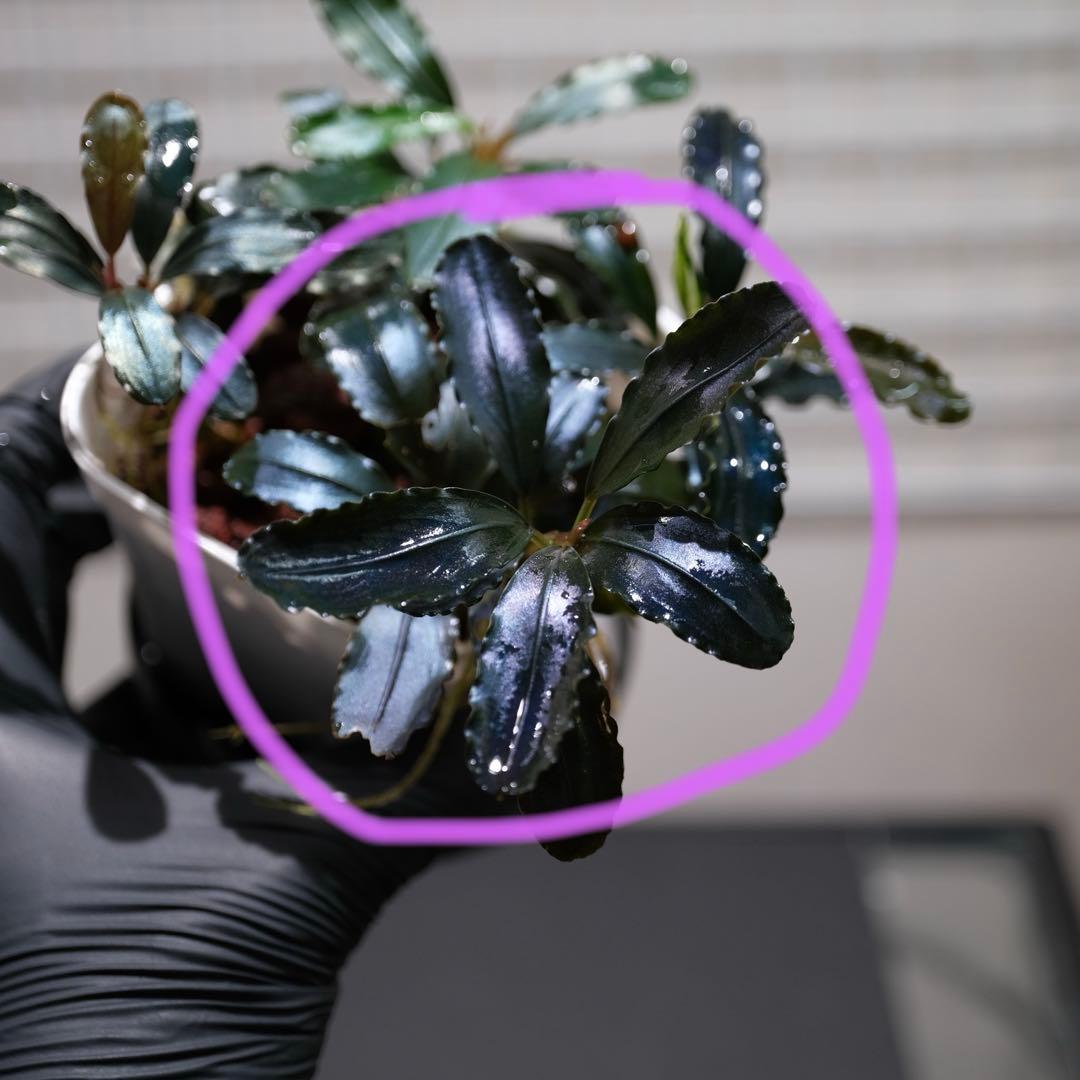 807さんBUCEPHALANDRA 光沢優先