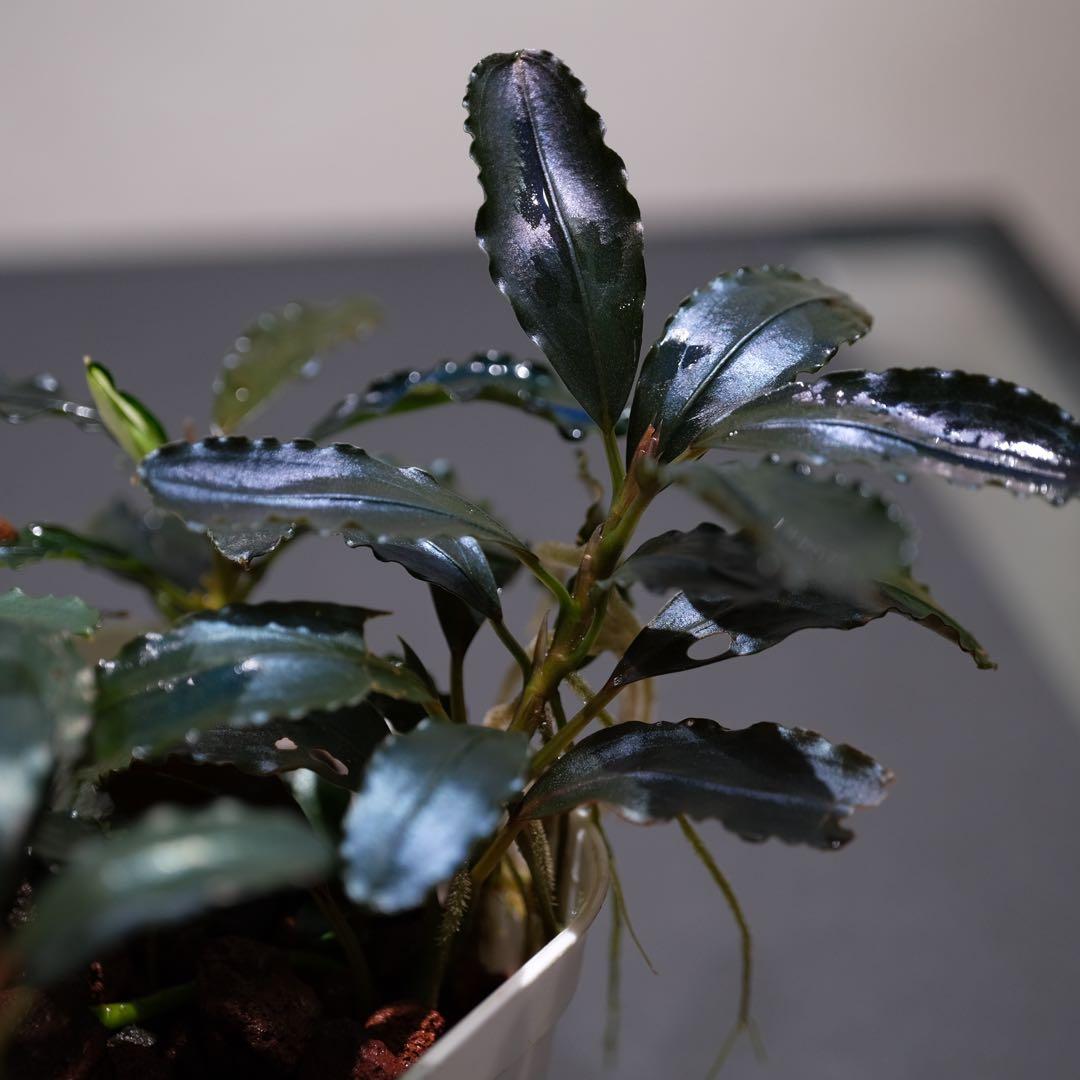 807さんBUCEPHALANDRA 光沢優先