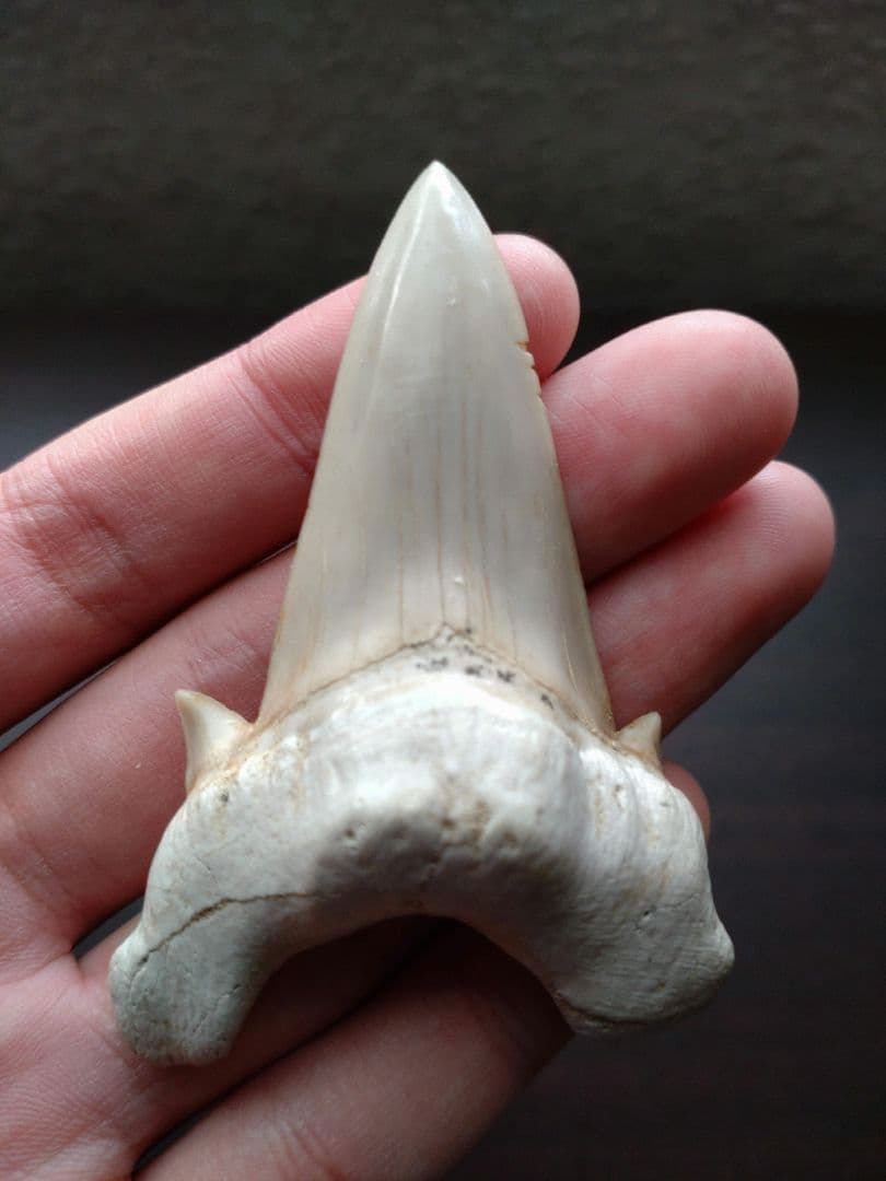 最終値下げ　サメの歯 化石 標本 サメの歯化石（Carcharodon）｜化石販売・鉱物販売の東京サイエンス