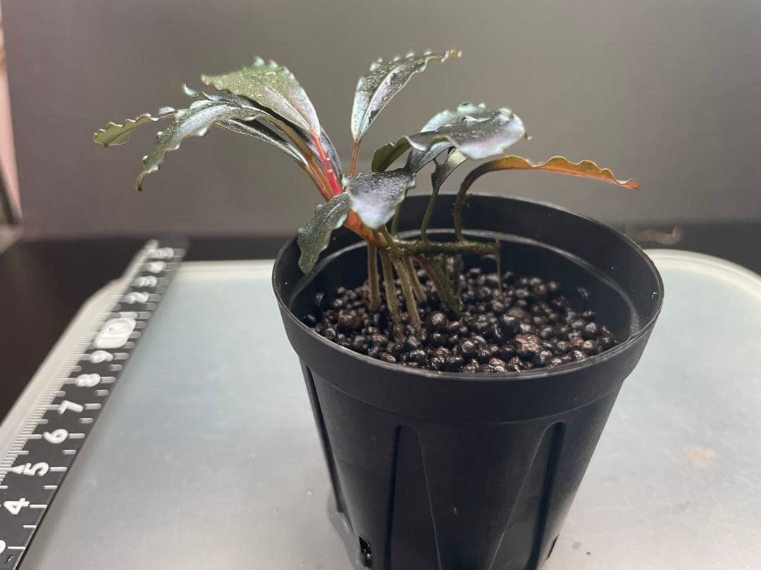 こ*ん様 ブセファランドラsp Galaxy metallic midnightの通販はau PAY