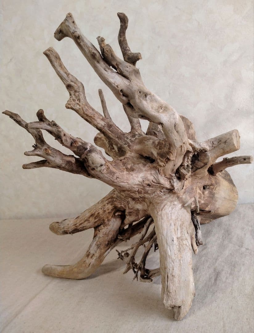 希少】アクアリウム・パルダリウム向け 特大塊根ホーンウッド流木（約