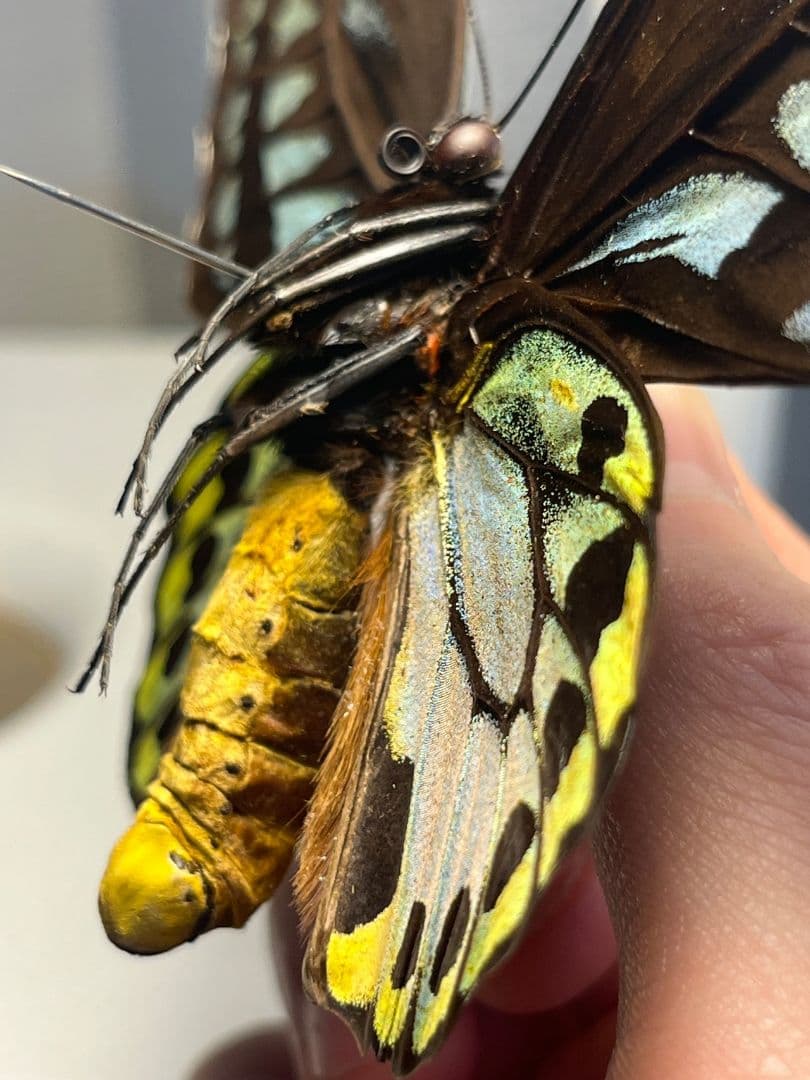 アオメガネトリバネアゲハ 外国産蝶標本 モルフォ 蝶 標本 野外採集品
