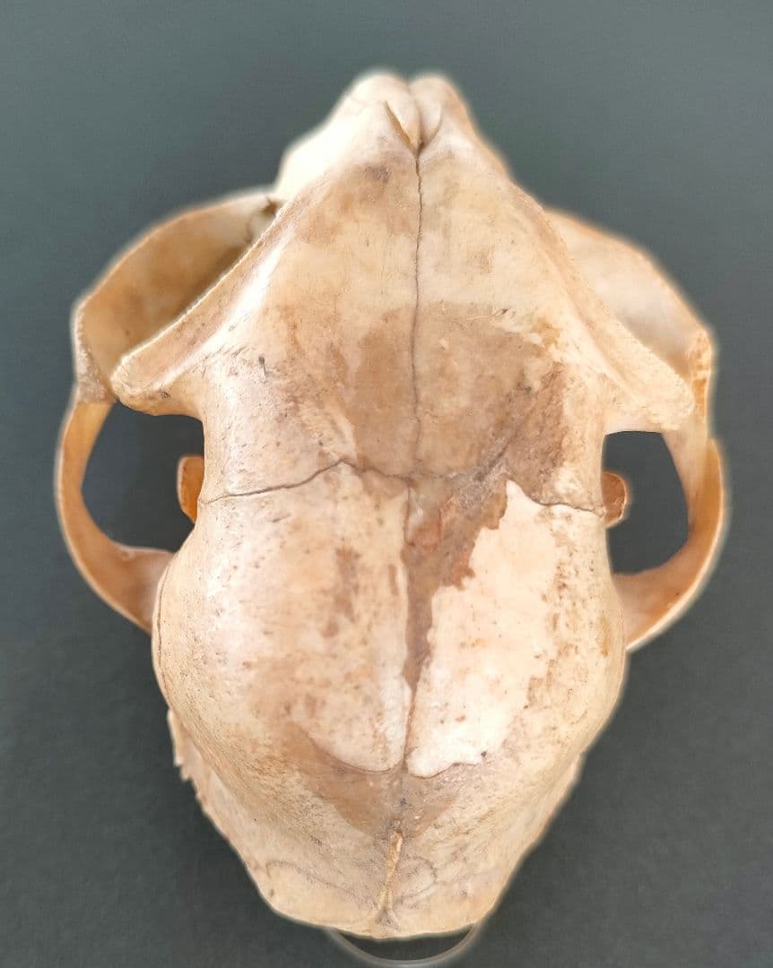 ○Real Animal Skull — 小型哺乳類 頭蓋骨 標本 アート鑑賞用