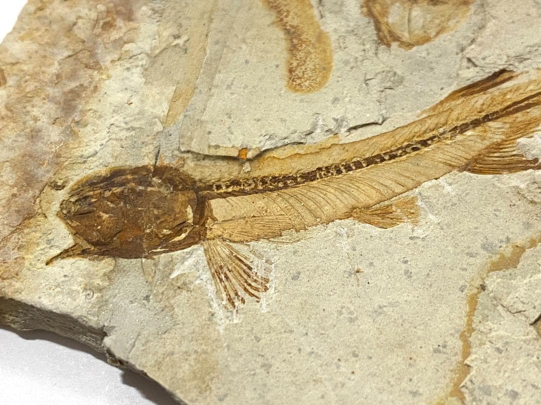 狼鰭魚（Lycoptera）化石・10-19・42g（中国産化石標本） - メルカリ