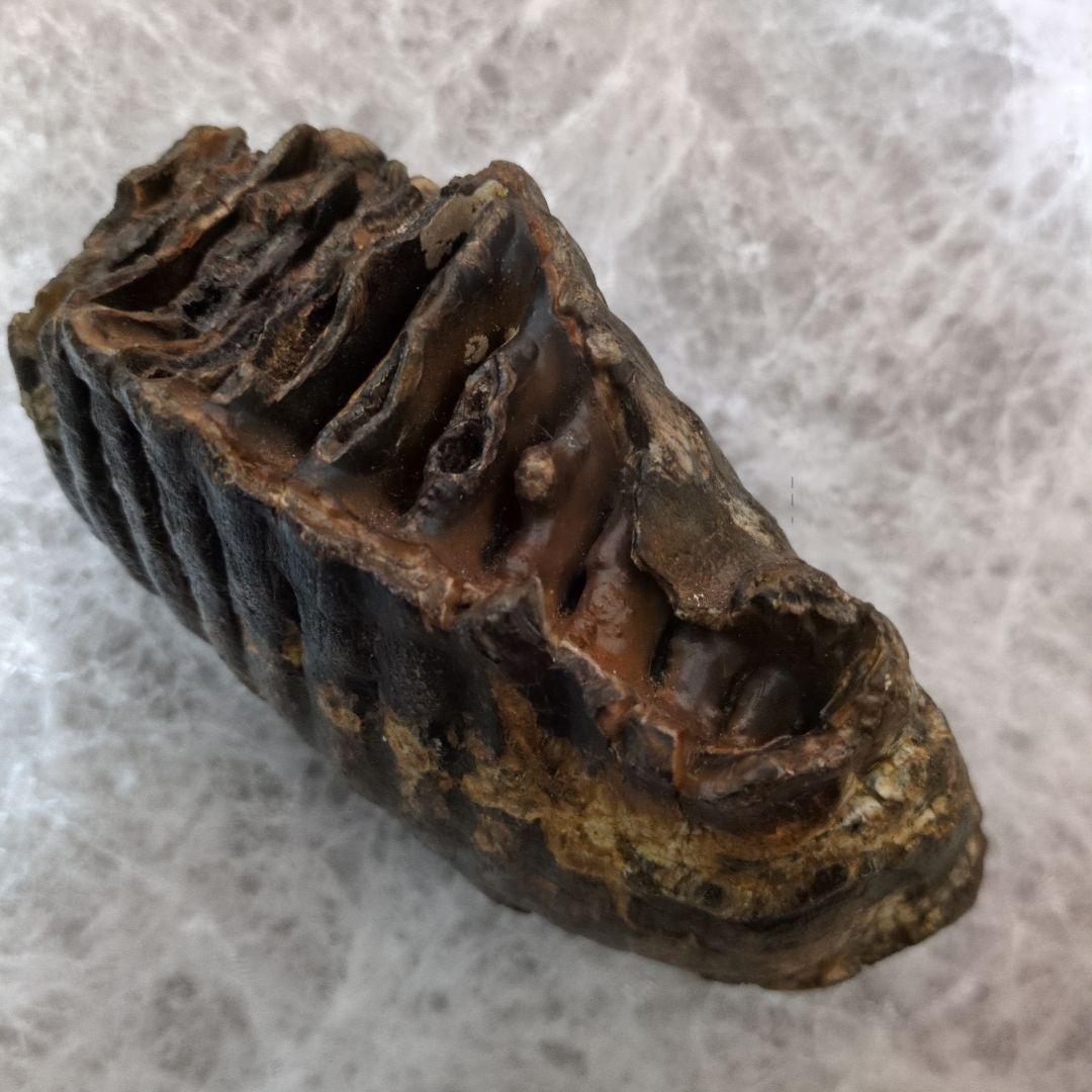 希少）マンモス ナウマンゾウ 歯化石 臼歯 Yahoo!オークション - 化石