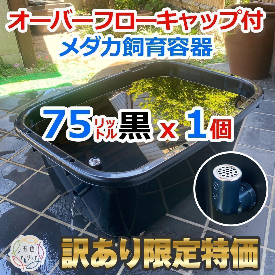 訳あり特価①】メダカ飼育ケース 75㍑黒x1個 オーバーフロー 金魚飼育