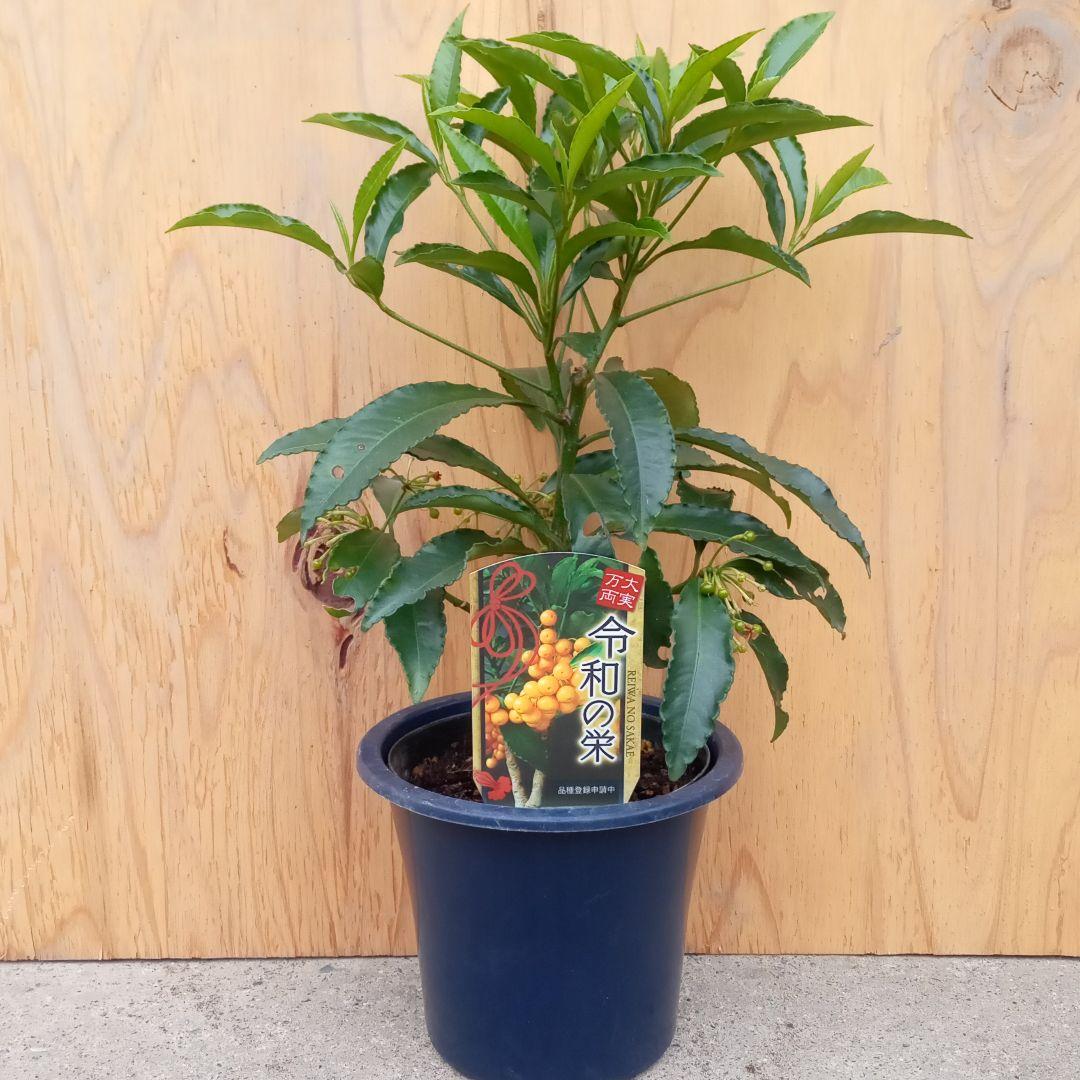 タイ・アユタヤ古陶平碗