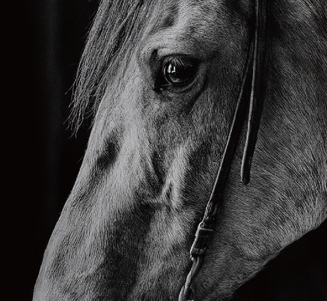 馬・No.005／「HAKU 」アートポスター　400×500