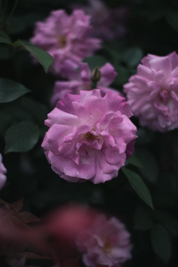 LIC様！銘玉の完成形！Leica SUMMICRON 50mm F2 3rd