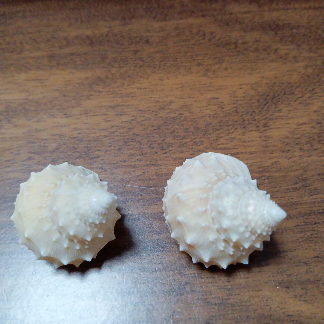 貝殻標本イガギンエビス⑦