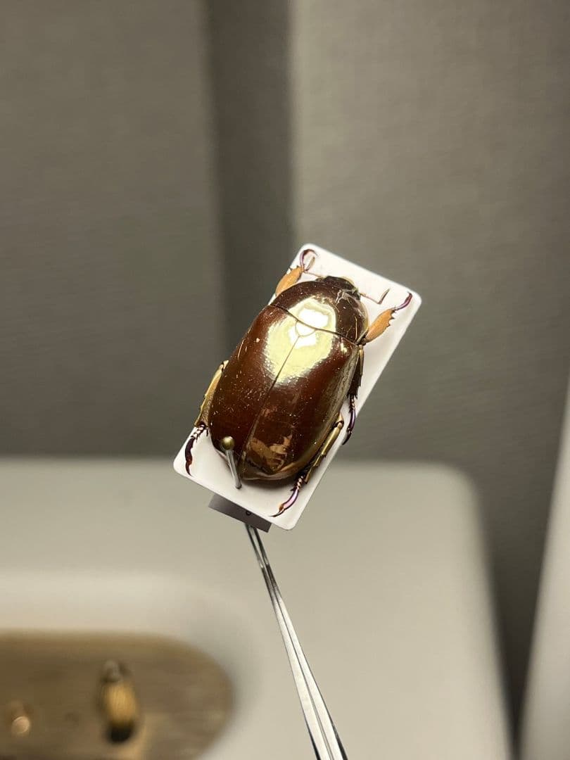 22mm】リンバータプラチナコガネ 標本ウグイスコガネタマムシ