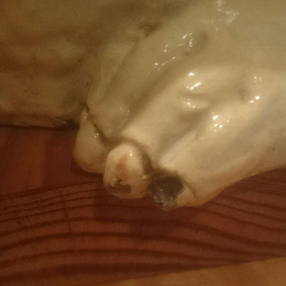 人間国宝 第十代 三輪休雪(休和) 萩焼き(狸30㎝)