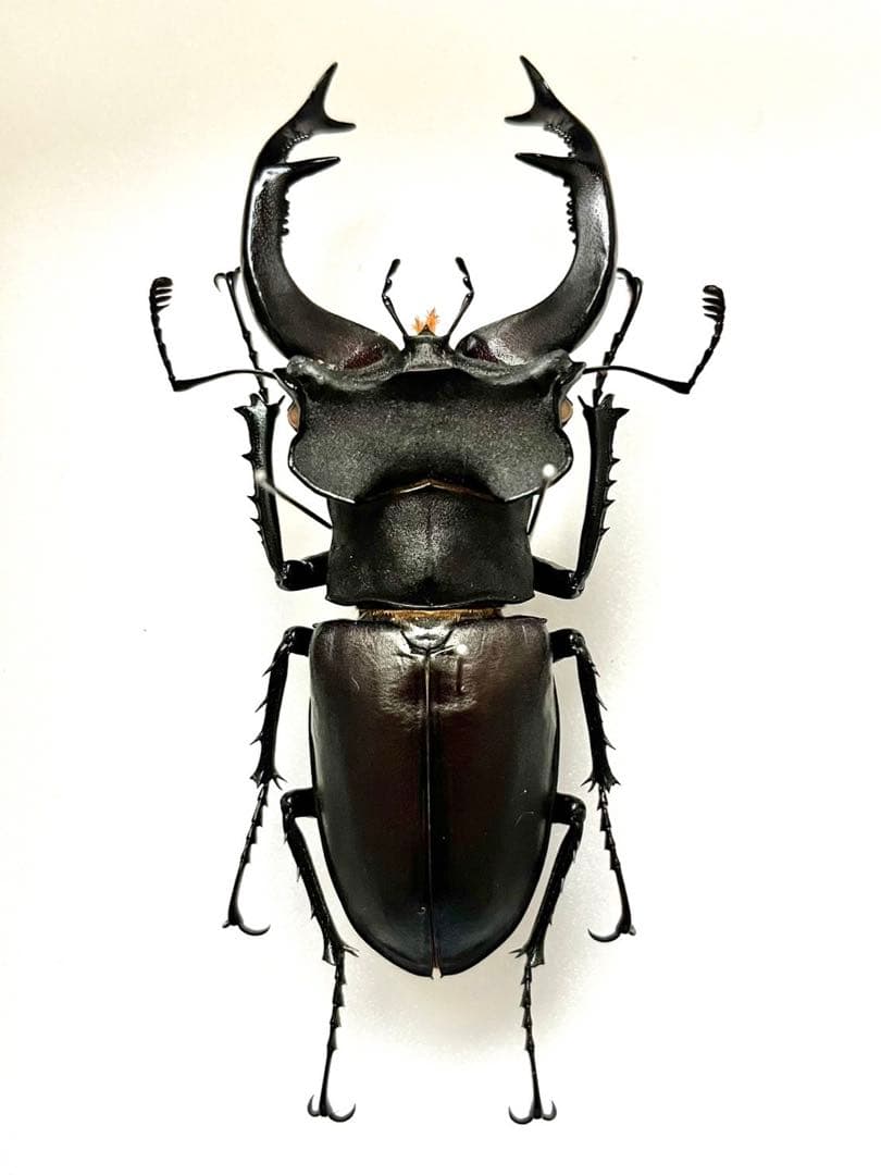 ユダイクスミヤマクワガタ 87mm 標本 ユダイクスミヤマクワガタ 87mm 標本