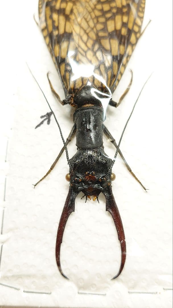 巨大!ヘビトンボ標本 14cm級―①