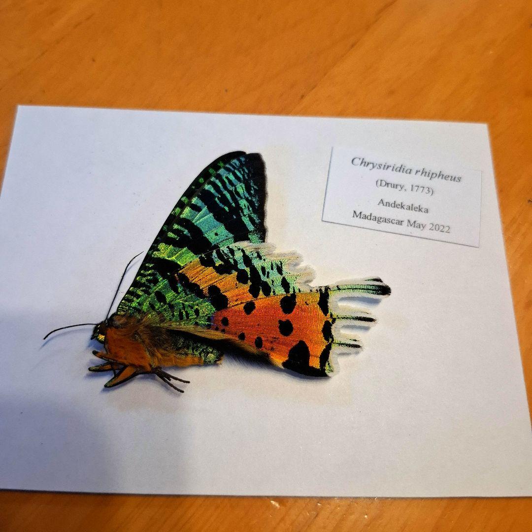 外国産蝶標本三角紙大量まとめてトリバネアゲハニシキオオツバメガ